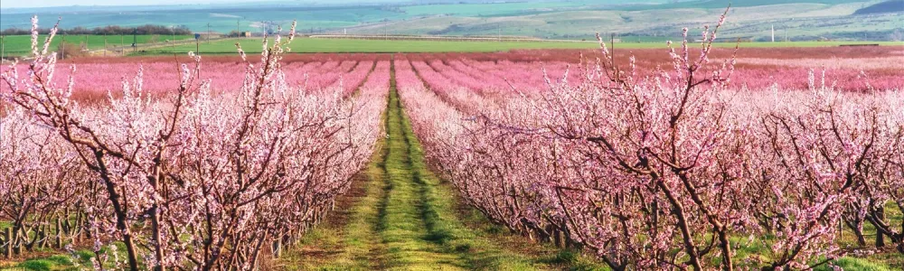 richly-blossoming-tree-garden-on-a-lawn-with-a-bea-2026-03-24-16-43-19-utc